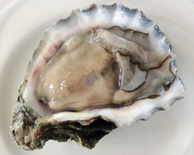 Oyster on the half shell